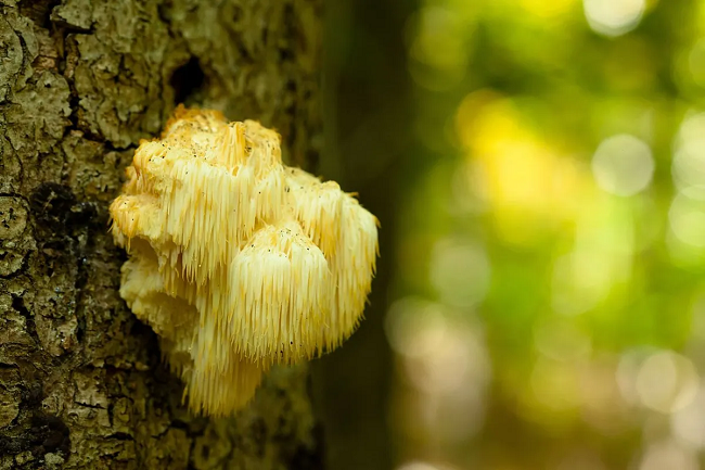 Lion-Mane-Spiritual-Benefits