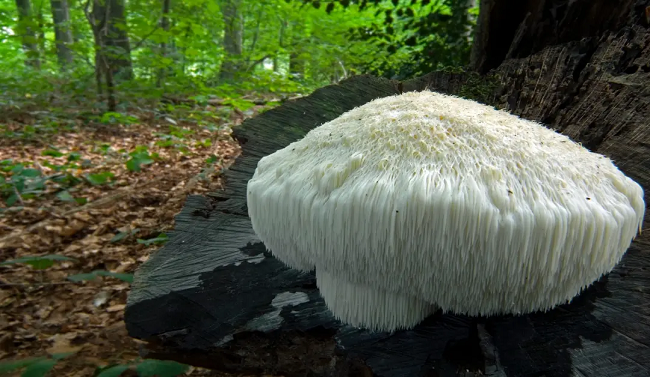 Lions-Mane-Spiritual-Benefit