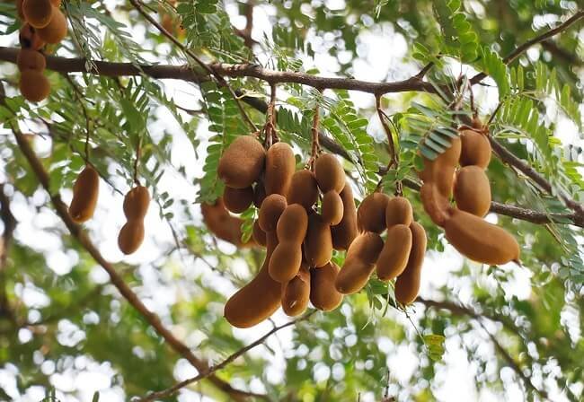 Tamarind