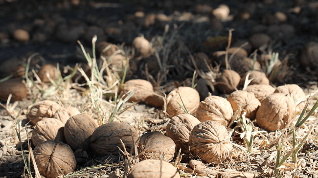 Benefits-of-walnuts