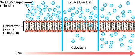 Cell-Membrane